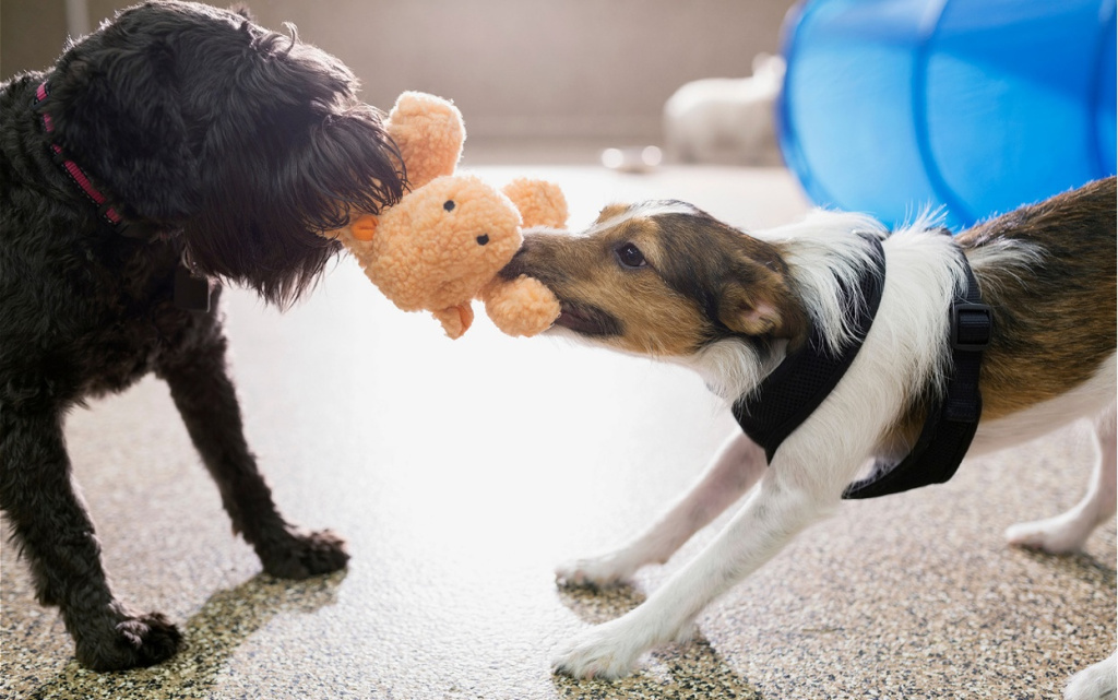 dogs-playing-tug-of-war-with-plush-toy-2026-01-11-08-40-48-utc (1).jpg
