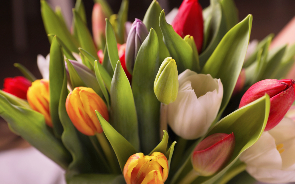 beautiful-bouquet-of-colorful-tulip-flowers-close-2026-02-03-17-31-20-utc (1).jpg