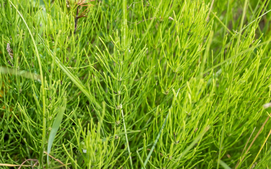 SOIiw1iDBMOM4ESxgKpDss5C0YIfEGg1SWoY8YtL2-ueekooXHhcBfOIeVP3HER5vypR999-PjJMyEDNpJoqlWtm (1).jpg