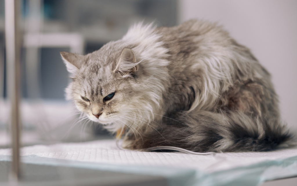 grey-cat-on-intravenous-infusion-suffers-from-pain-2026-01-09-07-35-19-utc (1).jpg