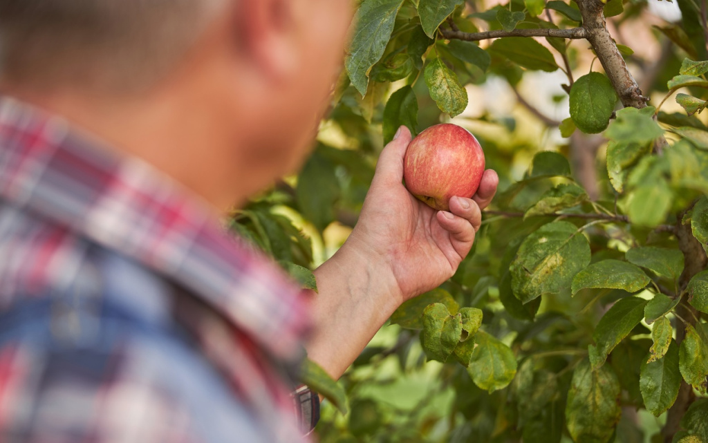 senior-gardener-picking-an-apple-from-a-tree-2026-01-05-06-20-53-utc (1).jpg