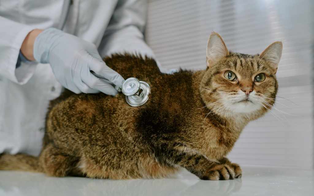 veterinary-examining-a-cat-with-stethoscope-in-cli-2026-01-08-00-25-03-utc (1).jpg