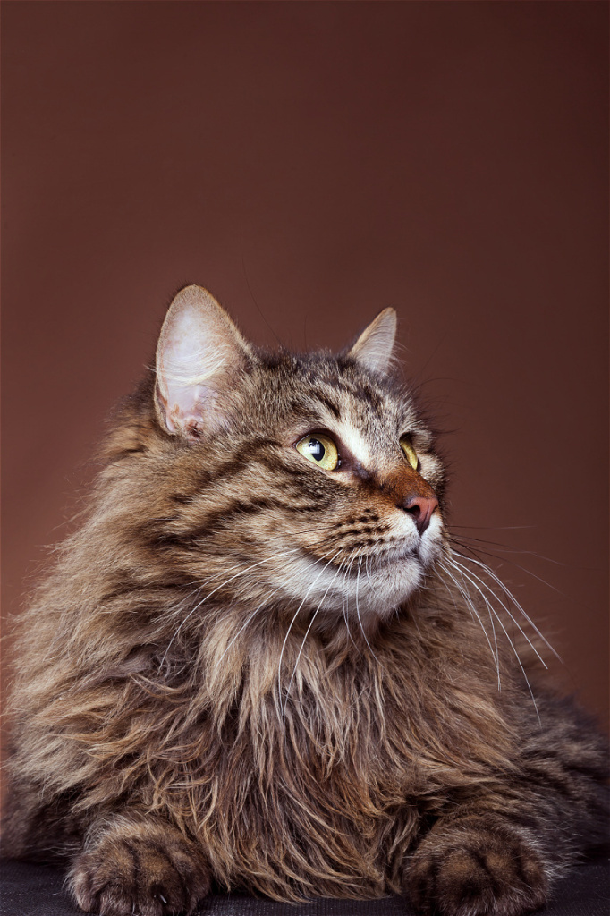 fluffy-brown-tabby-cat-portrait-on-brown-backgroun-2026-09-23-17-18-13-utc.jpg