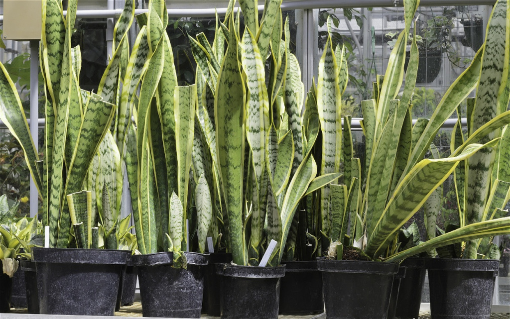 snake-plants-in-pots-in-greenhouse-setting-2026-01-09-14-57-41-utc (1).jpg