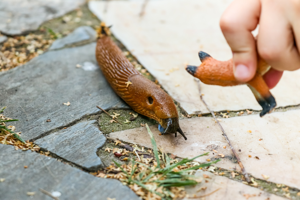 child-s-toy-fox-encounters-a-large-garden-slug-2026-01-08-00-44-20-utc.jpg