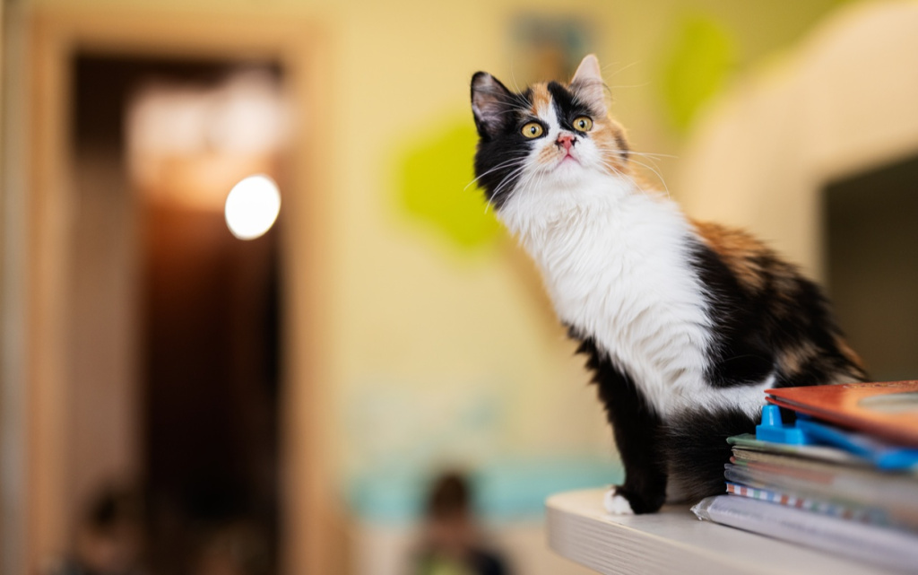 cat-in-home-three-color-kitty-2026-01-08-06-01-20-utc (1).jpg