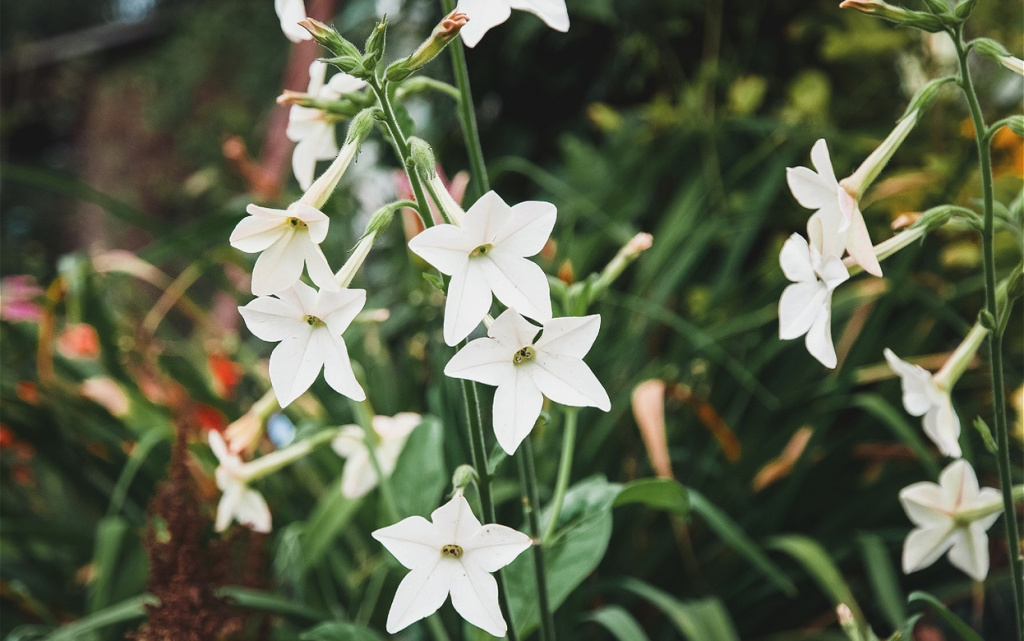 persian-tobacco-nicotiana-alata-white-flowering-pl-2026-03-16-01-24-09-utc (1).jpg