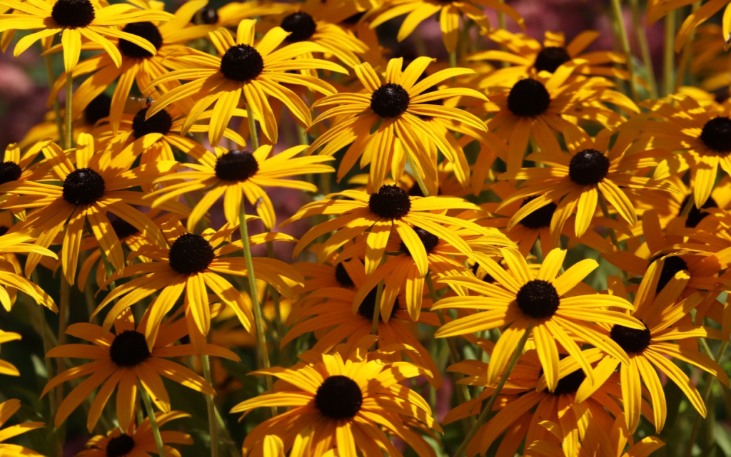 yellow-flower-plant-nature-garden-summer-col-2026-03-16-01-18-58-utc (1).jpg