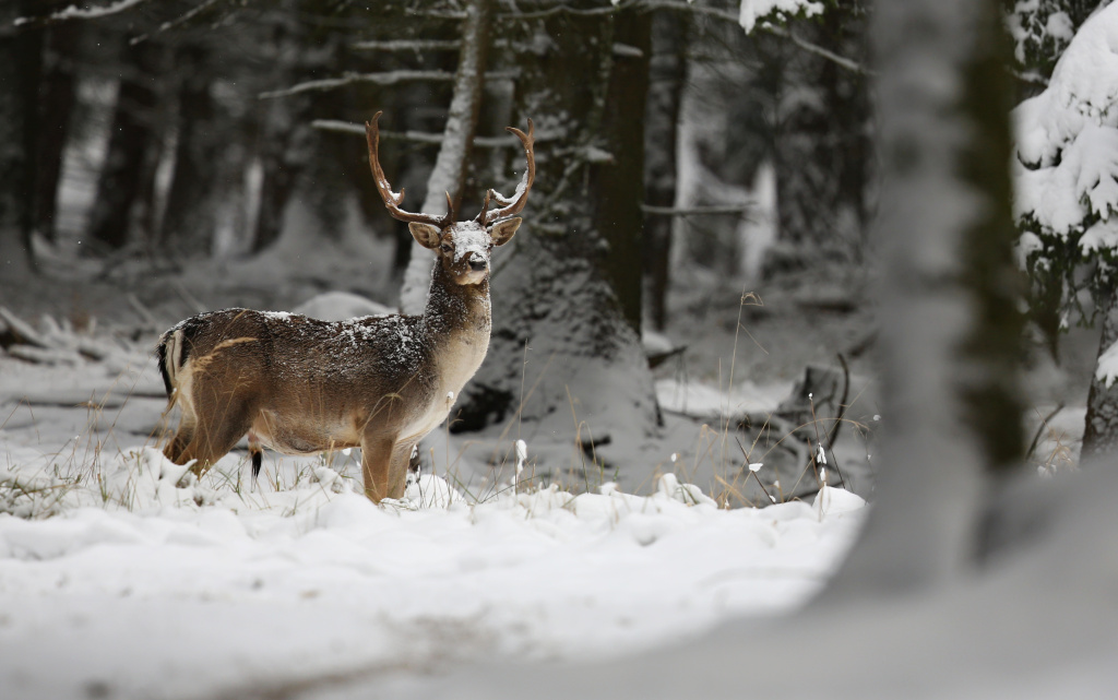 big-beautiful-fallow-deer-nature-habitat-czech-republic (1).jpg
