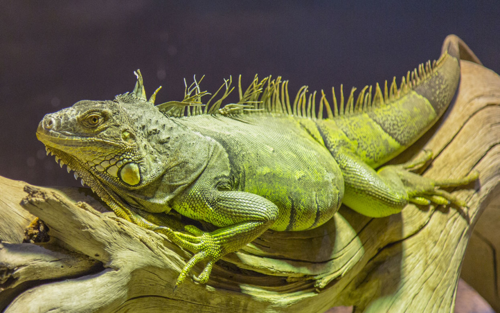 closeup-shot-of-a-big-green.jpg