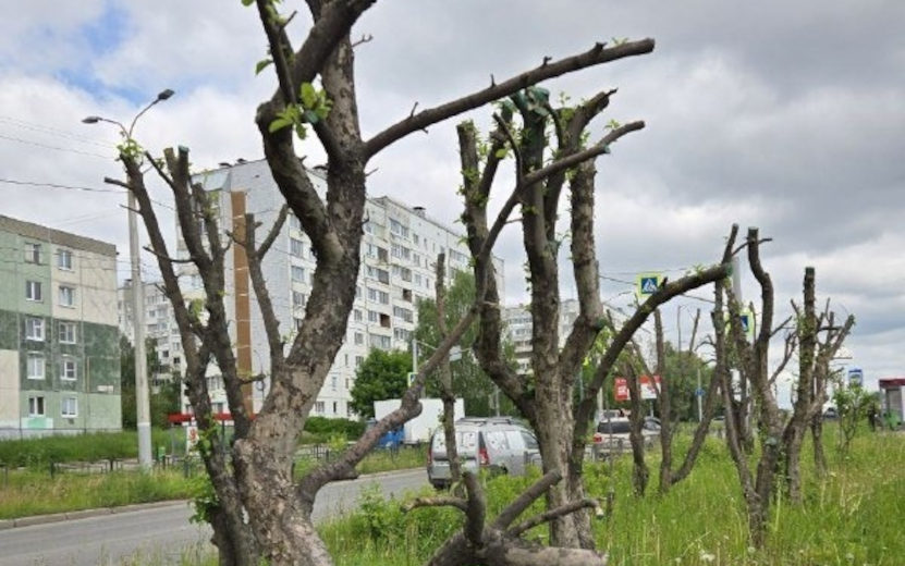 Клены.jpg