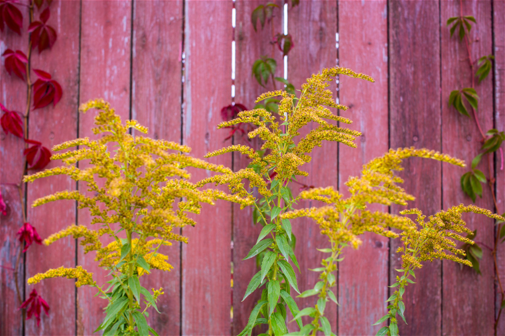 yellow-flowers-in-front-of-a-weathered-fence-2026-03-17-14-45-50-utc.jpg