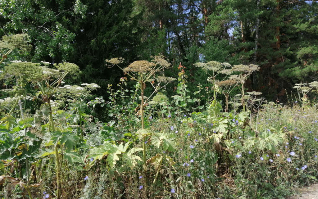 Борщевик катя.jpg