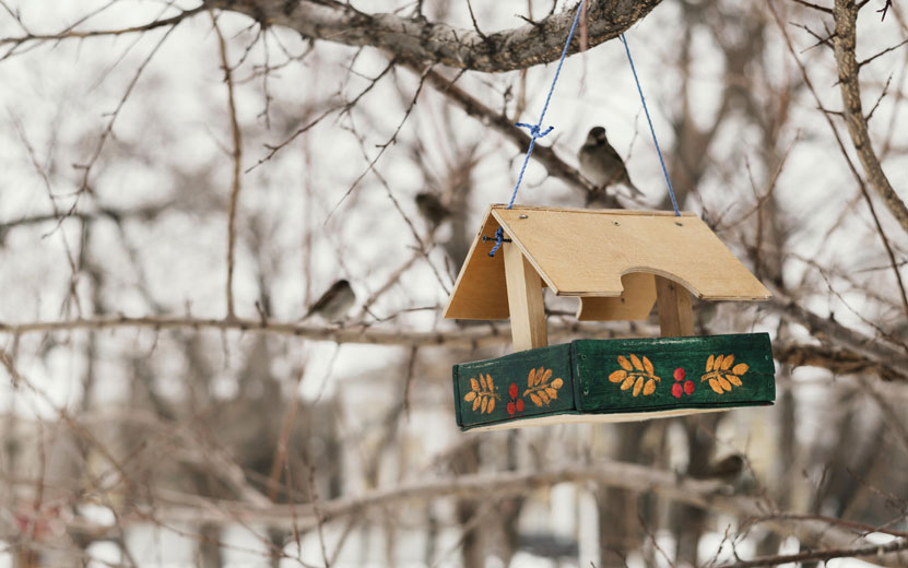 front-view-birdhouse-hangin.jpg