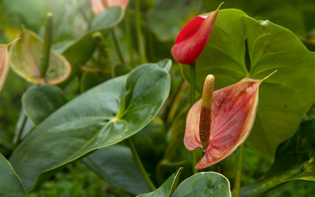 red-anthurium-flowers-close-up-2026-01-09-10-44-32-utc (1).jpg