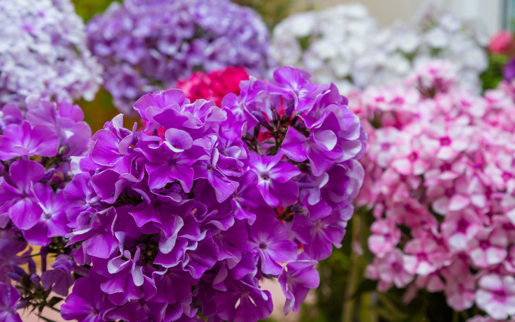 purple-phlox-flowers-in-ful.jpg