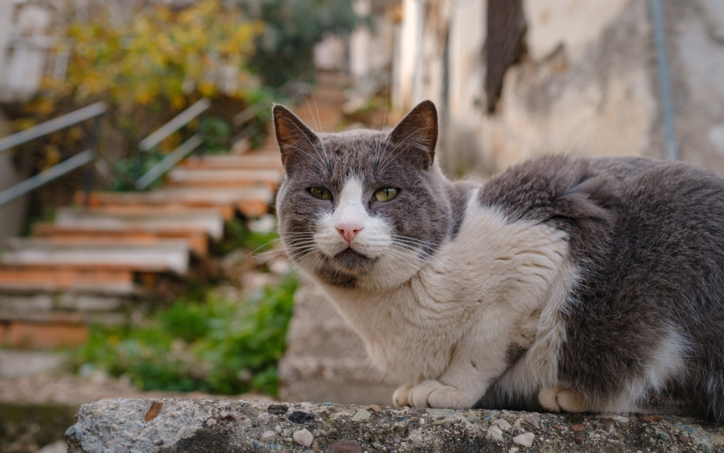 street-cats-of-turkey-country-2026-03-10-16-57-19-utc (1).jpg