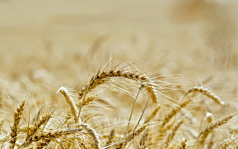 bread-ripe-ears-of-grain-on-field-background-2023-11-27-05-20-35-utc.jpg