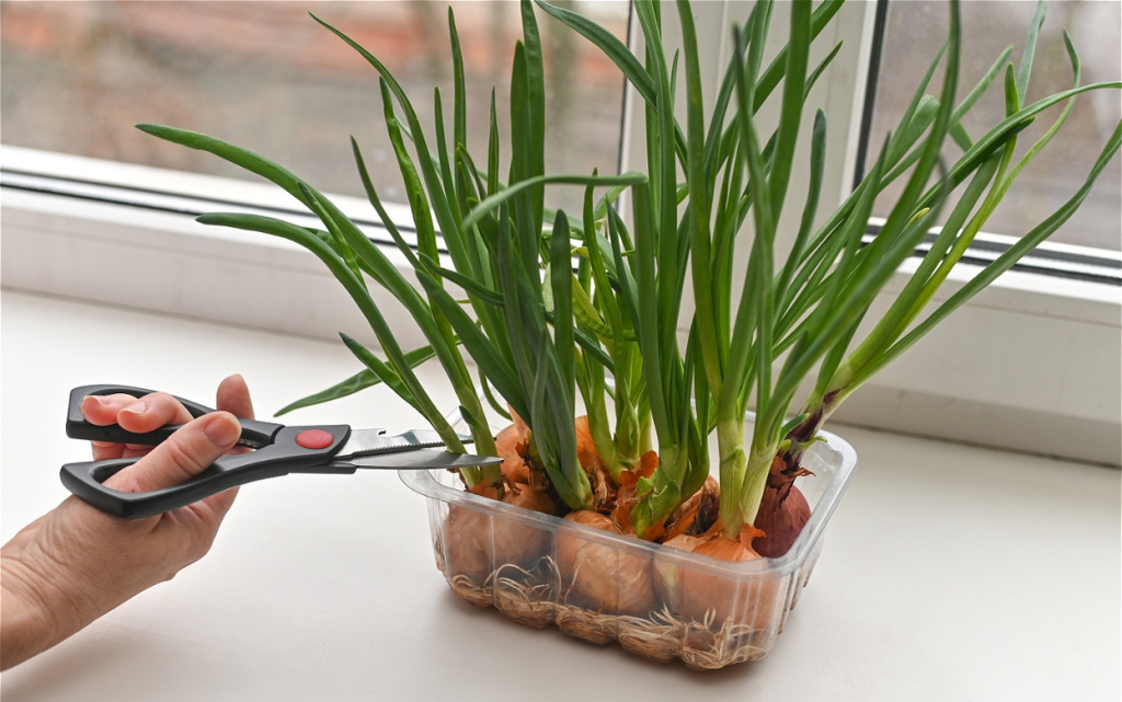 sprouted-onions-grown-indoors-for-fresh-herb-use-2026-03-25-08-19-59-utc (1).jpg