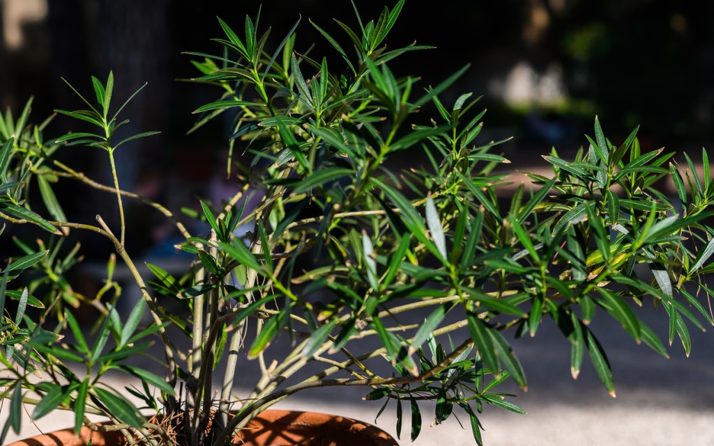 rome-italy-outdoor-clay-pot-with-a-plant-in-the-2026-03-16-02-13-24-utc (1).jpg