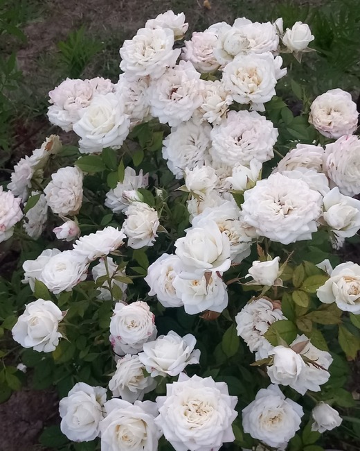 0108 цветы Оля Пономарева.jpg