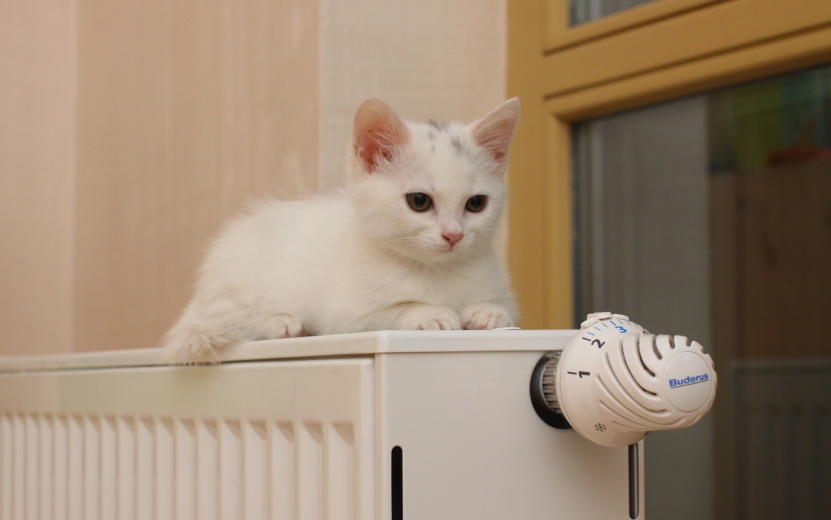 тепло отопление батарея кот котенок радиатор холодно С Грачёв.jpg