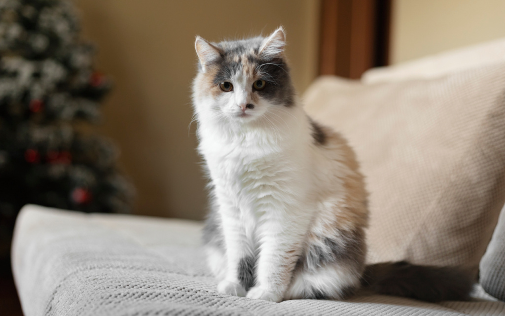 krupnym-planom-portret-na-krasivoi-koske (1).jpg