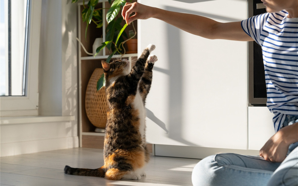 cat-stands-on-hind-legs-for-treat-indoors-2026-03-20-00-46-39-utc (1).jpg