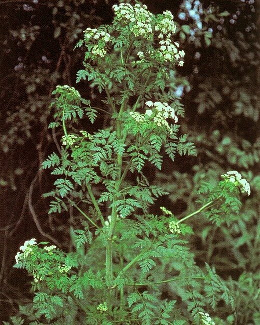 Conium_maculatum (1).jpg