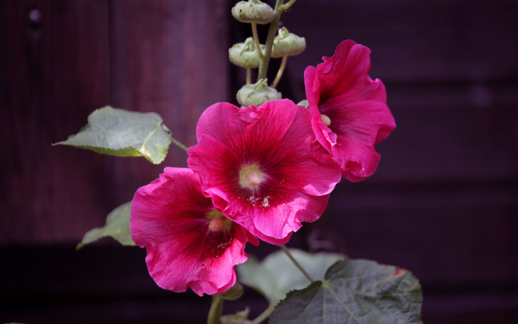 summer-nature-detail-beauti.jpg