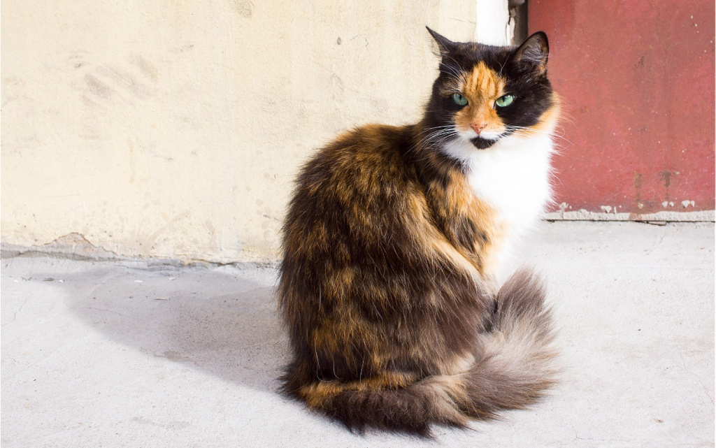 calico-cat-sits-near-colorful-urban-wall-2026-03-17-04-02-02-utc (1).jpg