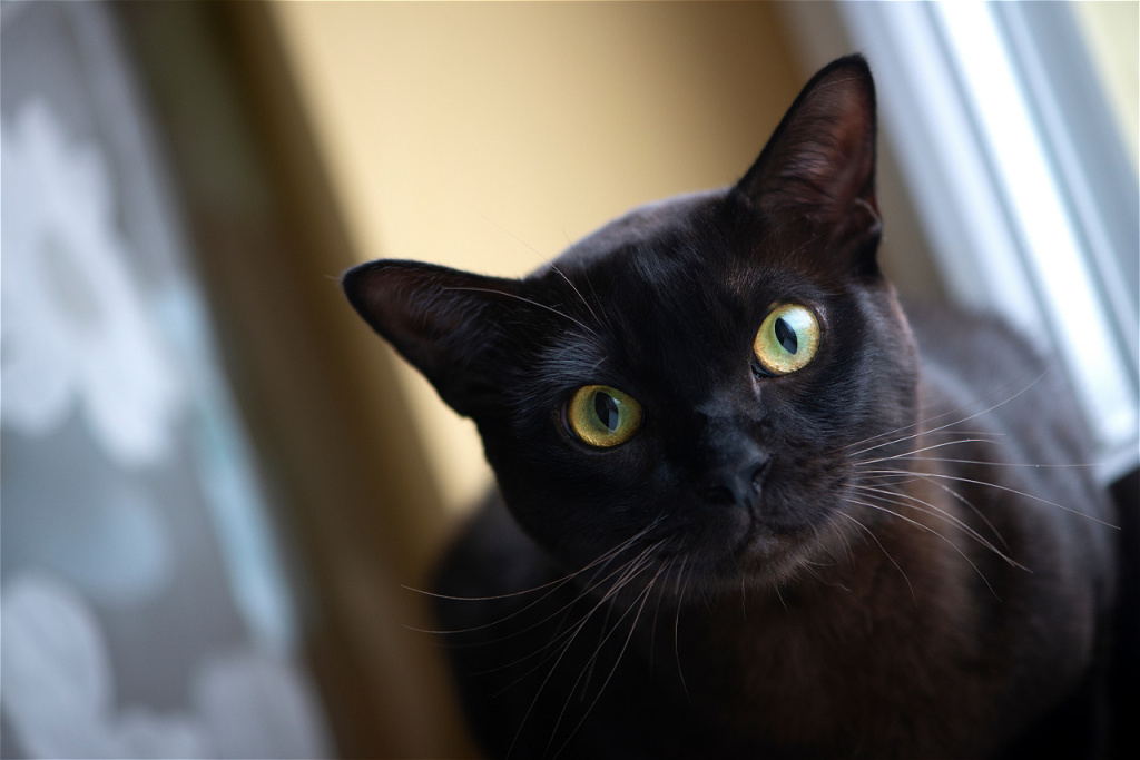 intense-portrait-of-an-elegant-black-cat-2026-03-24-08-59-46-utc.jpg