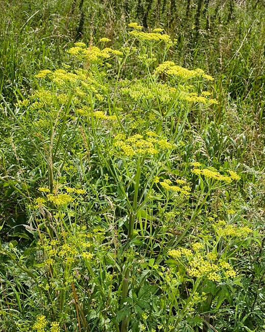 Pastinaca_sativa_vallee-de-grace-amiens_80_21072007_4 (1).jpg