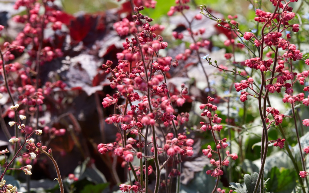 coral-bells-heuchera-hybrida-plants-and-flowers-i-2026-01-07-23-14-22-utc (1).jpg
