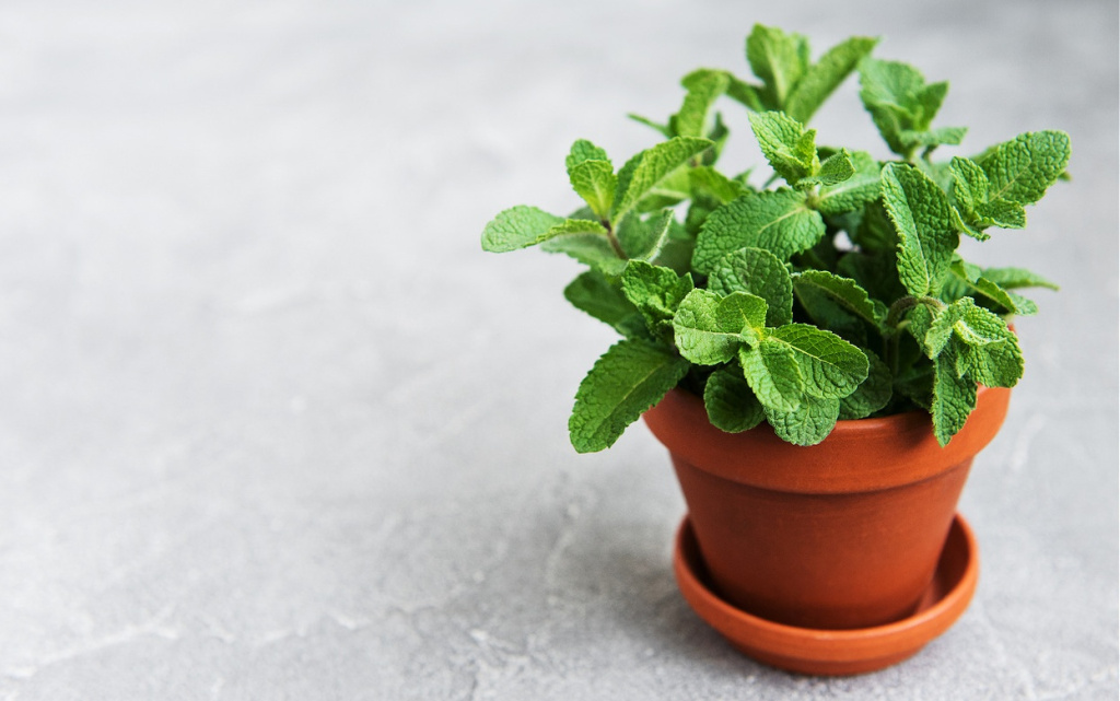 fresh-mint-growing-in-a-clay-flowerpot-2026-03-17-21-28-23-utc (1).jpg