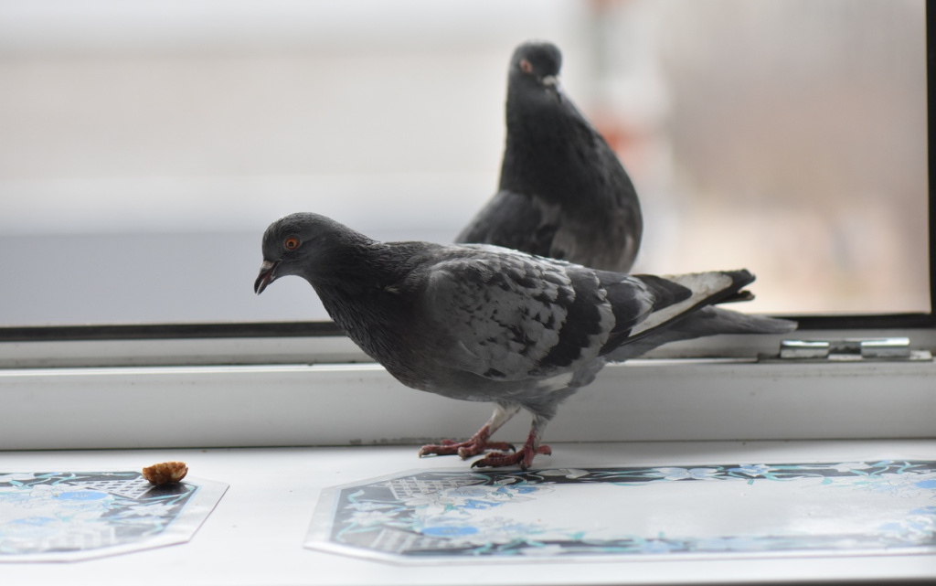 a-closeup-shot-of-grey-pigeons-on-the-windowsill-e-2026-03-26-07-19-52-utc (1).jpg