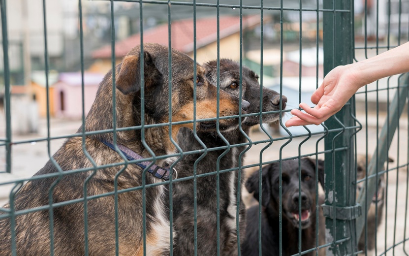 person-reaching-dogs-through-fence-shelter (1).jpg