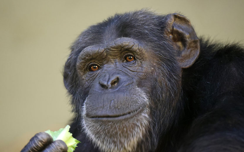 chimpanzee-primate-portrait.jpg