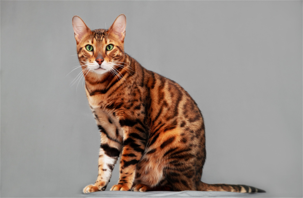 beautiful-bengal-cat-with-striking-markings-posing-2026-09-23-05-26-15-utc.jpg