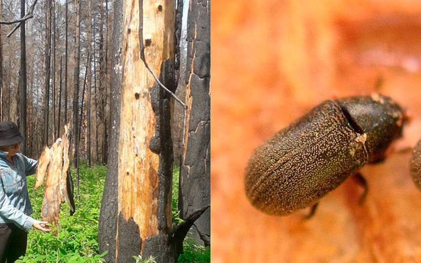 Уссурийский полиграф фото