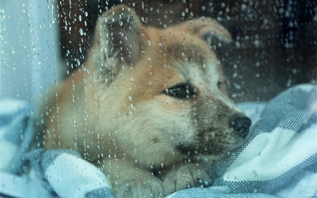 cute-little-akita-inu-puppy-waiting-for-owner-at-h-2026-03-20-19-23-22-utc (1).jpg