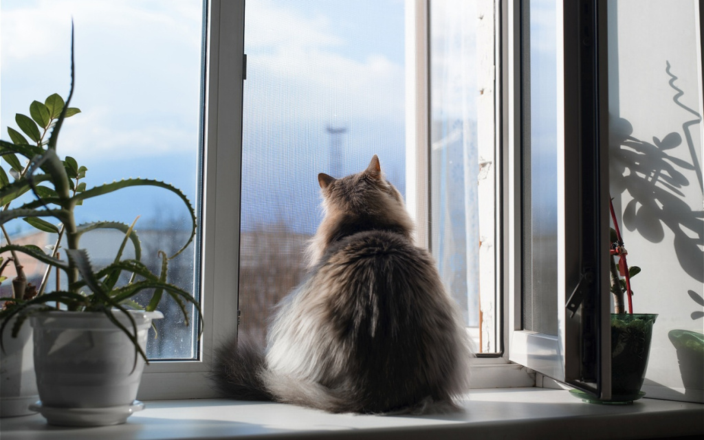 fat-furry-cat-sitting-on-a-windowsill-by-an-open-2026-01-09-11-12-23-utc (1).jpg