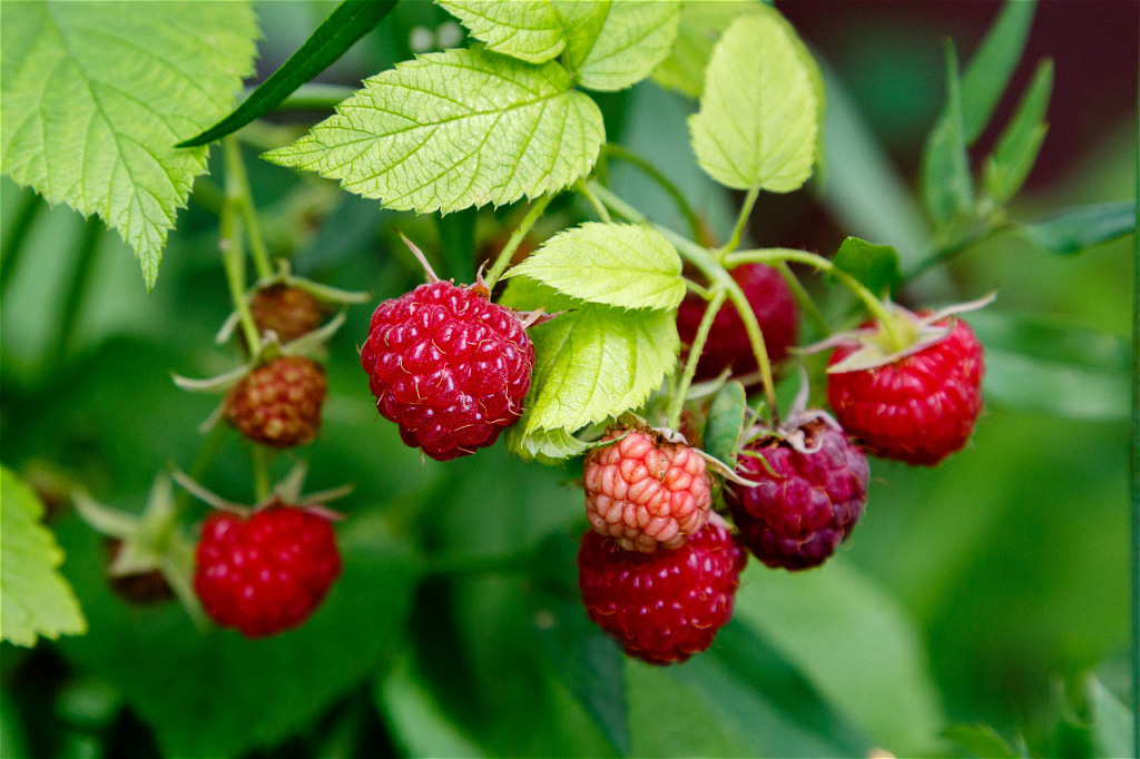 raspberries-on-the-raspberry-bush-in-natural-backg-2026-01-09-14-06-17-utc.jpg