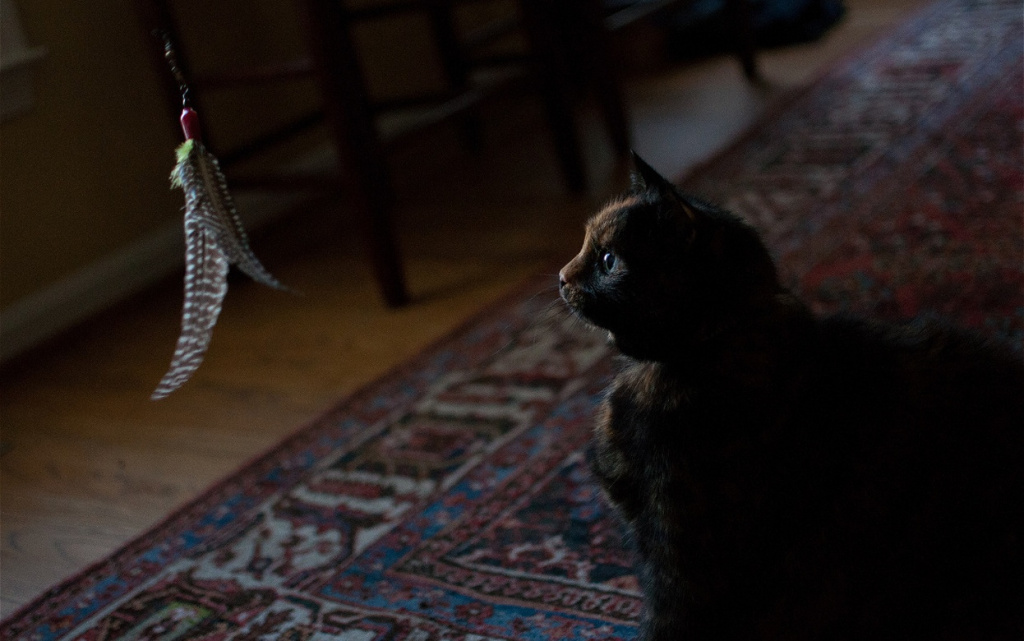 playful-black-cat-with-feather-toy-at-home-2026-03-13-01-53-22-utc (1).jpg