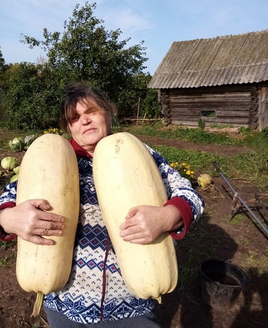 кабачок надежда симахина.jpg