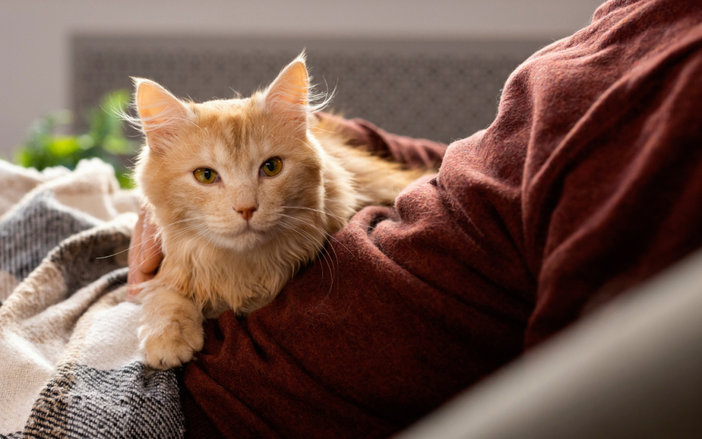 elderly-person-with-pet-cat (1).jpg