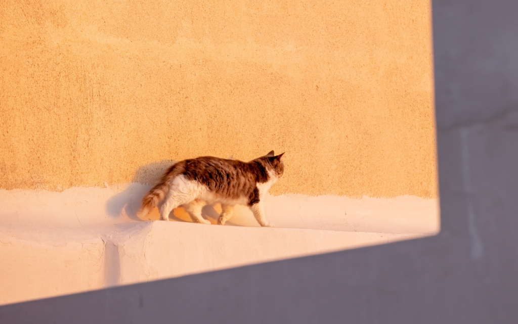 cute-red-cat-sitting-on-the-roof-and-looking-at-th-2026-03-20-04-52-14-utc (1).jpg
