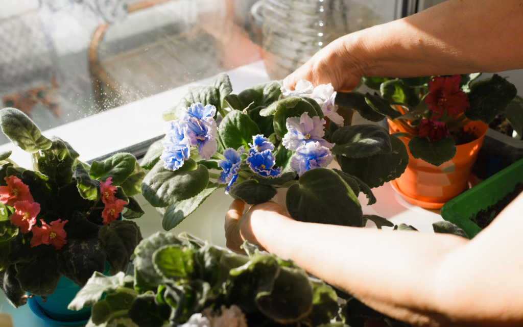 hands-tending-vibrant-flowers-on-a-window-sill-2026-03-20-00-22-39-utc (1).jpg