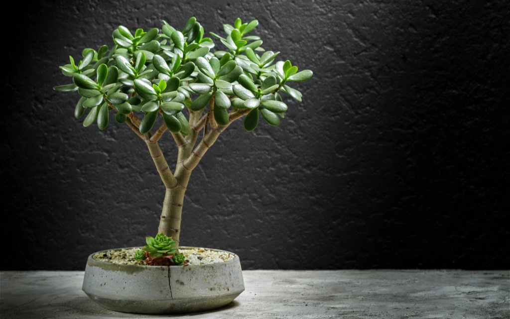 jade-tree-concrete-potted-succulent-plant-space-2026-03-17-21-43-25-utc (1).jpg