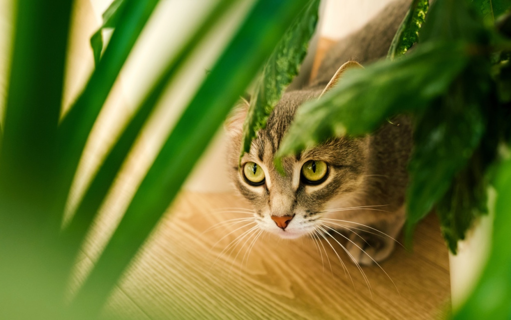 lU9-fPfFQ7161X_kWL5H-qJClCFbdBhe-fGP5ToJ2vGUfZroQUOjQYI-9SJkzs7OedBNLVJC3sxQZKKUWXoDWk2h (1).jpg